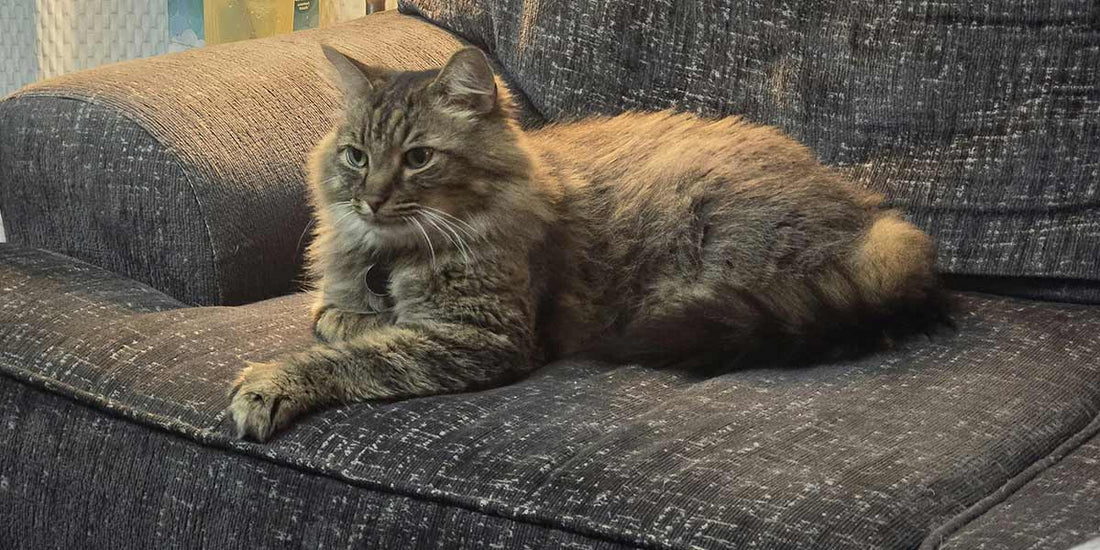 How to Remove Cat Hair from Furniture